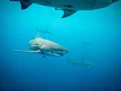 Negaprion brevirostris