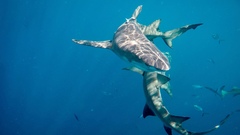 Negaprion brevirostris