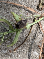 Holcostethus abbreviatus