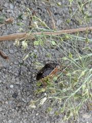 Holcostethus abbreviatus