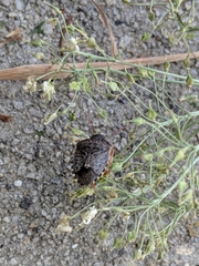 Holcostethus abbreviatus