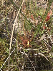 Drosera linearis