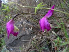 Bletia macristhmochila