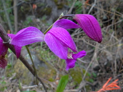 Bletia macristhmochila