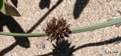 Juncus breweri