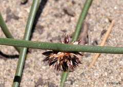 Juncus breweri