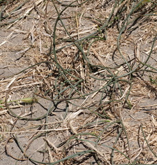 Juncus breweri