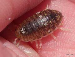 Alloniscus perconvexus