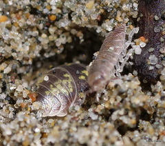 Alloniscus perconvexus