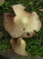 Psathyrella