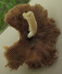 Psathyrella