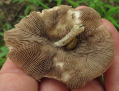 Psathyrella
