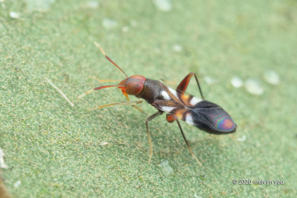 Tola Insect Totta from Singapore on July 31, 2020 at 09:41 AM by Melvyn Yeo ...