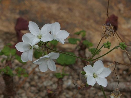 old father live forever (Pelargonium cotyledonis)