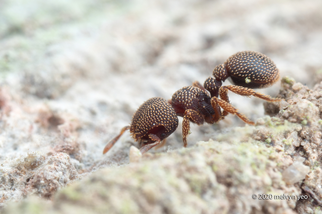 Calyptomyrmex