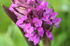 Dactylorhiza incarnata cruenta