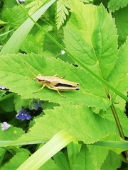 Podismopsis poppiusi