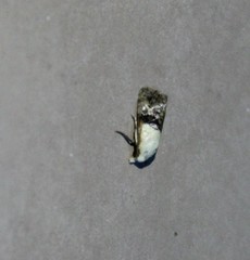 Eugnosta erigeronana