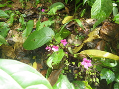 Chrysothemis melittifolia