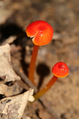 Hygrocybe minutula
