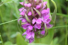 Dactylorhiza incarnata cruenta