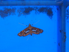 Paracymoriza cataclystalis