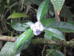 Psychotria urbaniana