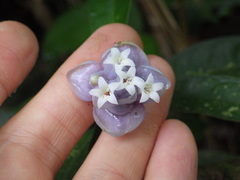 Psychotria urbaniana