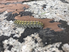 Hemileuca eglanterina