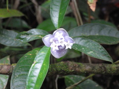 Psychotria urbaniana