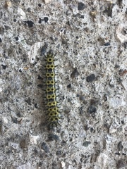 Hemileuca eglanterina