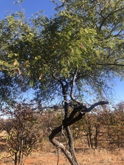 Albizia harveyi