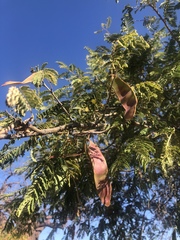 Albizia harveyi