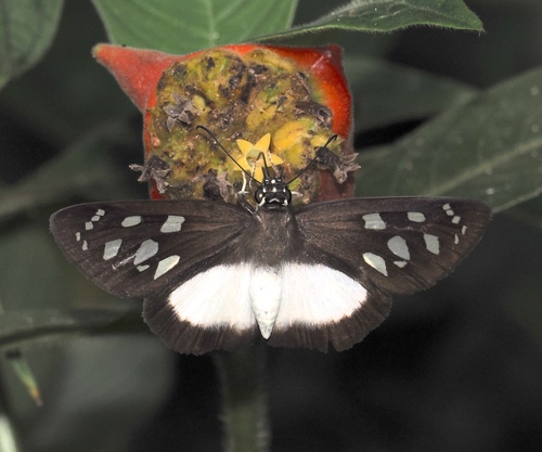 Hyalothyrus mimicus