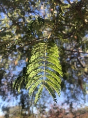 Albizia harveyi