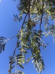 Albizia harveyi