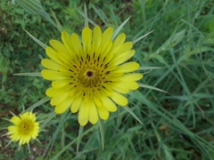Tragopogon
