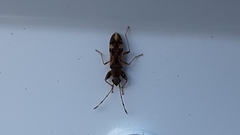 Neopamera albocincta