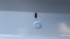 Neopamera albocincta