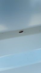 Neopamera albocincta