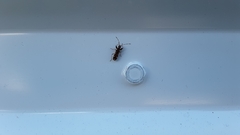 Neopamera albocincta