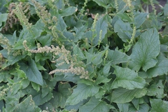 Blitum bonus-henricus