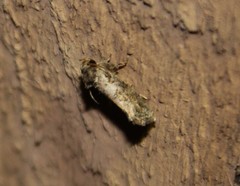 Acrolophus texanella