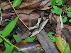 Poaphilini