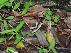 Poaphilini