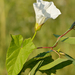 Hedge Bindweed - Photo (c) Ivar Leidus, some rights reserved (CC BY-SA)