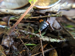 Nicrophorus nepalensis