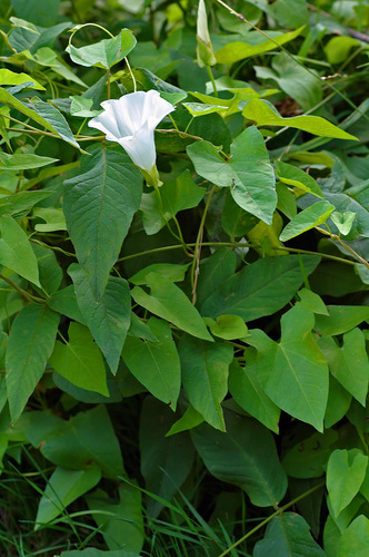 Vilucchio bianco