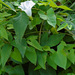 Hedge Bindweed - Photo (c) Aka, some rights reserved (CC BY-SA)