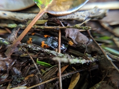 Nicrophorus nepalensis